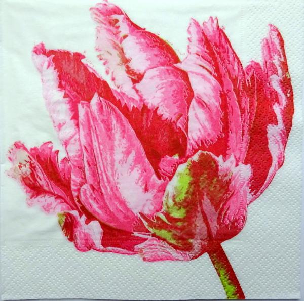 066 Tulpen - 3 lagig